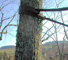 Baumpflege woodtli